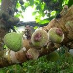 Ficus auriculata fruit picture by Alena Tereshchenko (cc-by-sa)