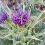 Silybum marianum flower picture by Javier Hormigos (cc-by-sa)