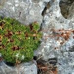 Saxifraga pentadactylis habit picture by Merche Lázaro (cc-by-sa)