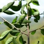 Sideroxylon stenospermum habit picture by Nelson Zamora Villalobos (cc-by-nc)