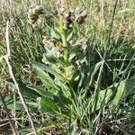 Cynoglossum clandestinum habit picture by Monteiro Henrique (cc-by-sa)