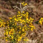 Genista anglica habit picture by Henk Van Lottum (cc-by-sa)