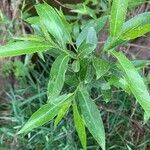 Salix pentandra leaf picture by HOLWECK Paul (cc-by-sa)