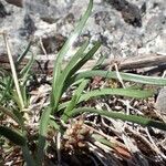 Allium lusitanicum habit picture by Yoan MARTIN (cc-by-sa)