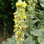 Verbascum thapsus flower picture by Emilie (cc-by-sa)