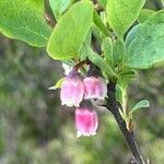 Vaccinium uliginosum flower picture by Terje Norli (cc-by-sa)