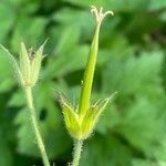 Geranium endressii fruit picture by grutz (cc-by-sa)