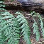 Dryopteris aquilinoides habit picture by Bernard REYNAUD (cc-by-sa)