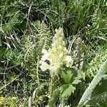 Pedicularis comosa flower picture by dominique jeanmaire (cc-by-sa)