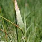 Luzula multiflora leaf picture by Sylvain Piry (cc-by-sa)