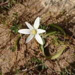 Ornithogalum exscapum flower picture by rosa (cc-by-sa)