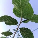 Ficus sycomorus leaf picture by Juan Fz (cc-by-sa)