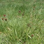 Luzula multiflora habit picture by Sylvain Piry (cc-by-sa)