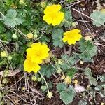 Potentilla crantzii flower picture by claude lerat -gentet Mme (cc-by-sa)