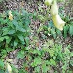 Digitalis grandiflora habit picture by Jan Uhmann (cc-by-sa)