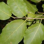 Krugiodendron ferreum leaf picture by Nelson Zamora Villalobos (cc-by-nc)