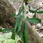 Crescentia alata leaf picture by SINAC oscar (cc-by-sa)