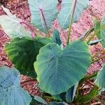 Colocasia esculenta habit picture by Dieter Albrecht (cc-by-sa)