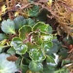 Saxifraga umbrosa fruit picture by christine Lesca Maillard (cc-by-sa)