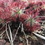 Drosera neocaledonica flower picture by Zoé Thivet (cc-by-sa)