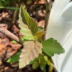 Castanea pumila leaf picture by lisa swafford (cc-by-sa)