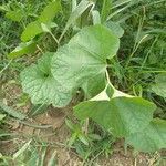 Luffa acutangula habit picture by Sudhanshu Kumar (cc-by-sa)