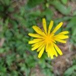 Crepis lampsanoides flower picture by Markus Nestmeyer (cc-by-sa)