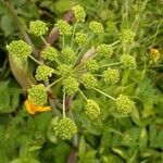 Angelica triquinata flower picture by Elijah Jay (cc-by-sa)