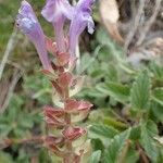 Scutellaria alpina habit picture by Yoan MARTIN (cc-by-sa)