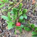 Arctostaphylos uva-ursi fruit picture by Decker Dan (cc-by-sa)