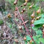 Hypericum montanum fruit picture by Marijk Hoed (cc-by-sa)