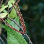 Acalypha integrifolia flower picture by S. Dufour-Kowalski (cc-by-sa)