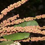 Clethra consimilis habit picture by Nelson Zamora Villalobos (cc-by-nc)