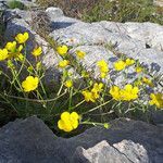 Ranunculus sprunerianus habit picture by dimitris log (cc-by-sa)