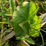 Caltha palustris leaf picture by Joren Harmanny (cc-by-sa)