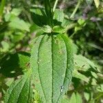 Rhexia virginica leaf picture by RobinsNest (cc-by-sa)