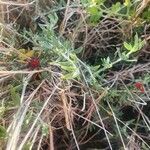 Pollichia campestris habit picture by susan brown (cc-by-sa)