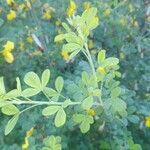 Cytisus arboreus leaf picture by Frescata Carlos (cc-by-sa)