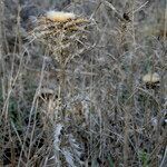 Carlina lanata habit picture by John Walsh (cc-by-sa)