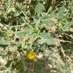 Medicago littoralis leaf picture by Ruiz Juanan (cc-by-sa)