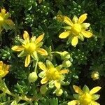 Saxifraga aizoides habit picture by Daniel Barthelemy (cc-by-nc)