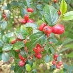 Cotoneaster divaricatus flower picture by Avsar Topal (cc-by-sa)