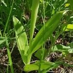 Orchis militaris leaf picture by Tomaž Jančar (cc-by-sa)