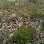 Cephalaria leucantha habit picture by Charkes Bader (cc-by-sa)