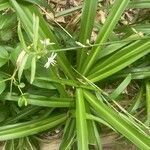 Chlorophytum comosum leaf picture by J NC (cc-by-sa)