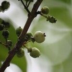 Psiloxylon mauritianum fruit picture by H. Goëau (cc-by-sa)