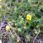 Potentilla thuringiaca flower picture by Dominique Letourneau (cc-by-sa)