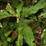 Costus spiralis habit picture by R. Tournebize (cc-by-sa)