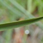 Anthericum liliago fruit picture by Yoan MARTIN (cc-by-sa)