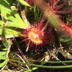 Drosera rotundifolia leaf picture by Emanuele Pedretti Magli (cc-by-sa)